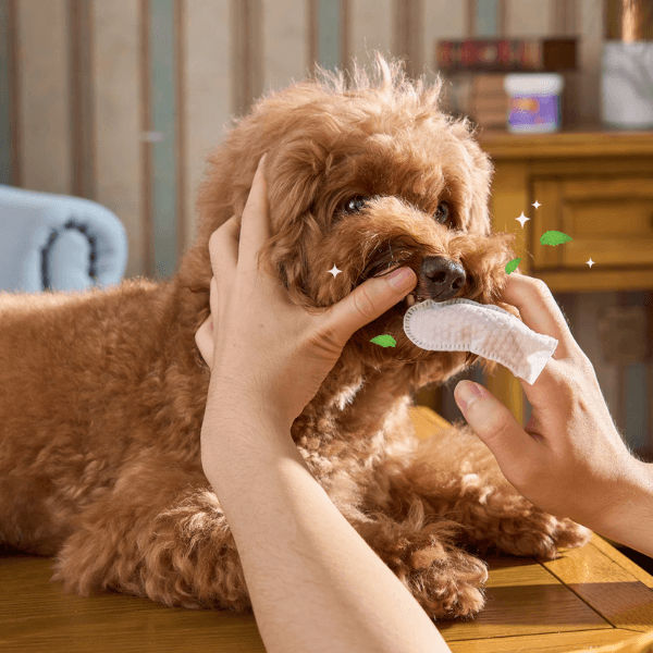 Lenços de limpeza odontológico para pets -DentiCare - NakaVariedades